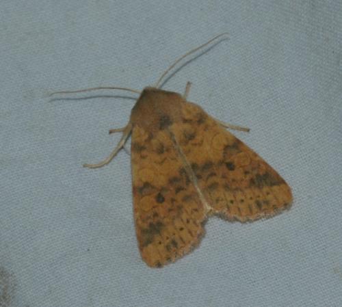 Réf. 195 386 : Xanthia gilvago